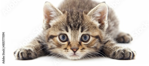 A playful tabby kitten lays on a white background, looking directly at the camera with wide, curious eyes. Its outstretched paws and alert expression capture the energetic and mischievous nature of yo