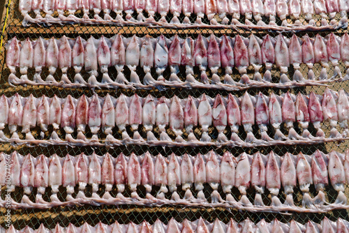 Fresh squids drying in the sun close-up