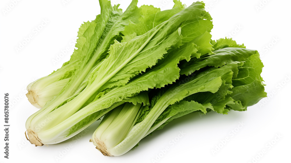 Fresh green leaves of salad isolated on white background, photo shot Fresh green leaves of salad isolated on white background, photo shot