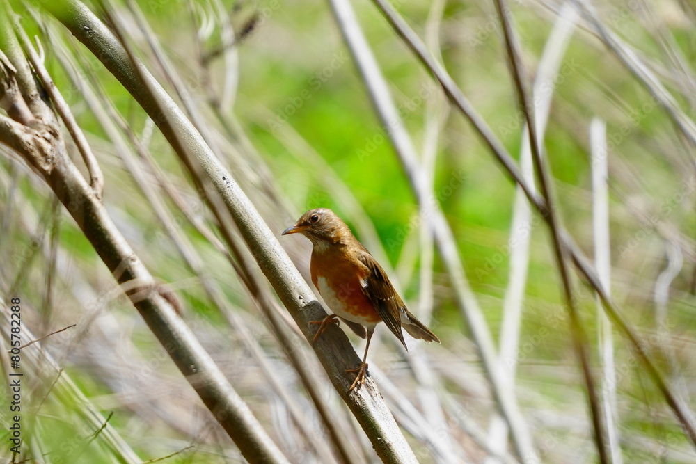 Naklejka premium 茎に止まるアカハラ