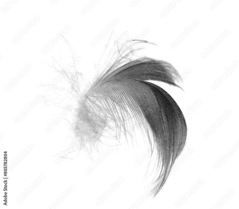 Bird swan black feather on white background Bird swan black feather on white background