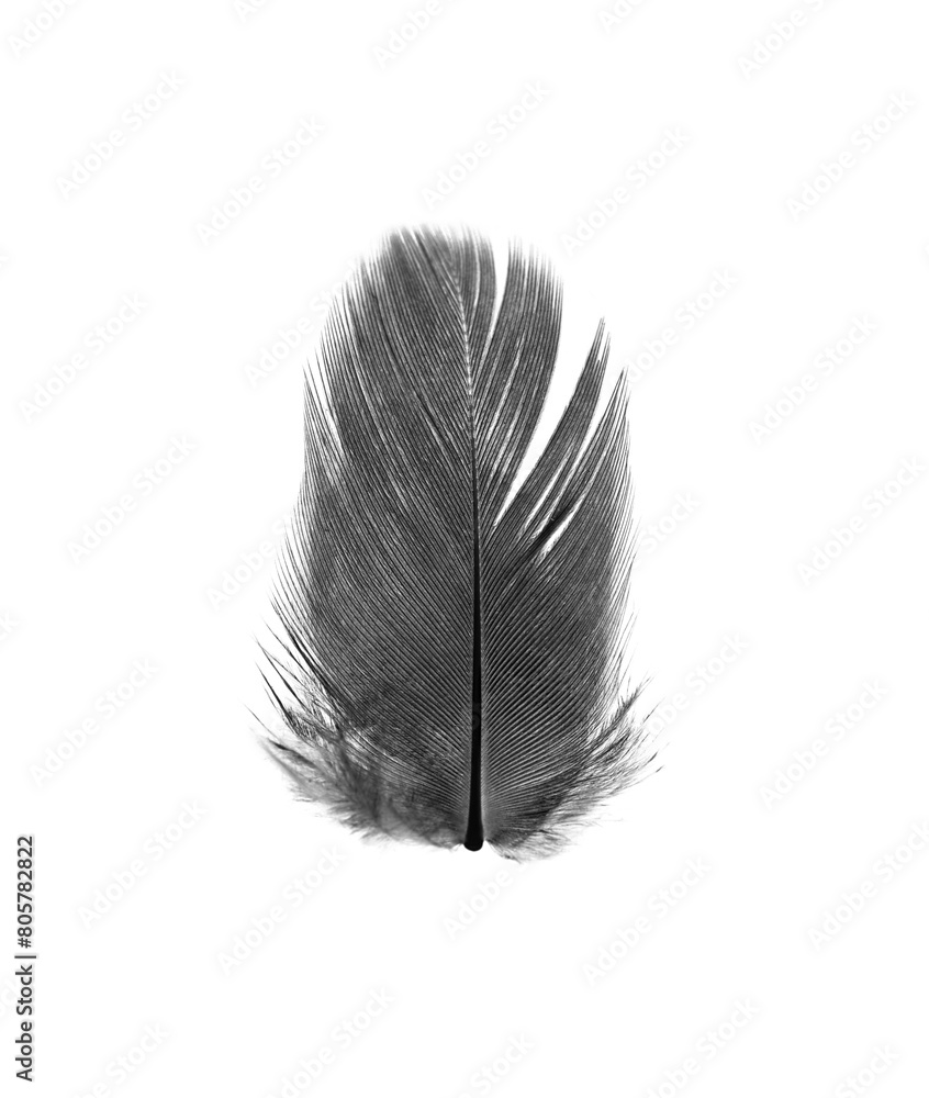 Bird swan black feather on white background Bird swan black feather on white background