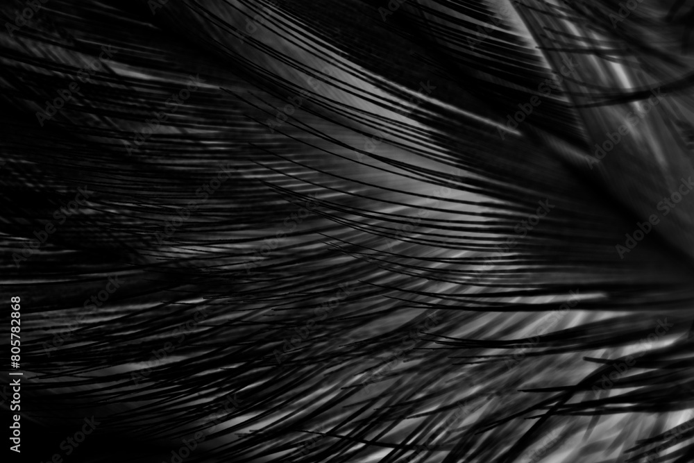 Obraz premium Beautiful dark black feather pattern texture background