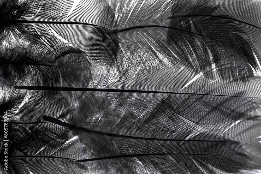 Obraz premium Beautiful feather wool dark black with light abstract background