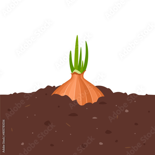 Sprouted onion growing in garden. Vegetable in organic soil. Vector cartoon flat illustration. © Iv85