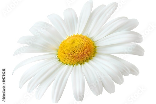 Daisy flower package with an isolated white background. Generative Ai