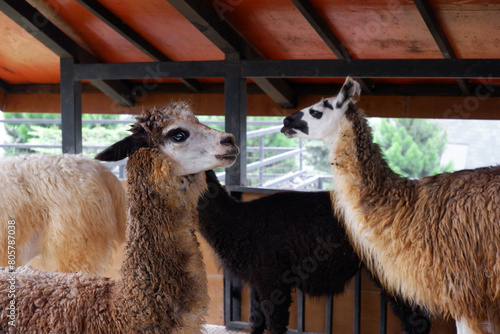 a group of llama in a barn. animal zoo in Puncak, Indonesia. Llama (Lama glama) is a domesticated South American camelid photo