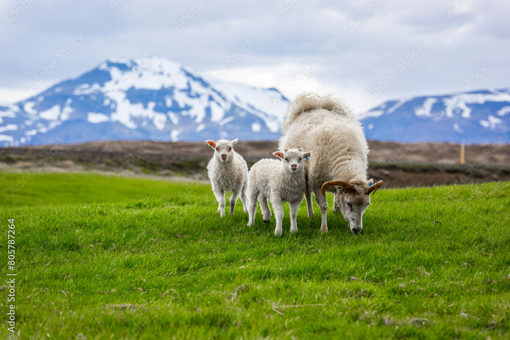 Obraz premium sheep and two lambs, iceland 