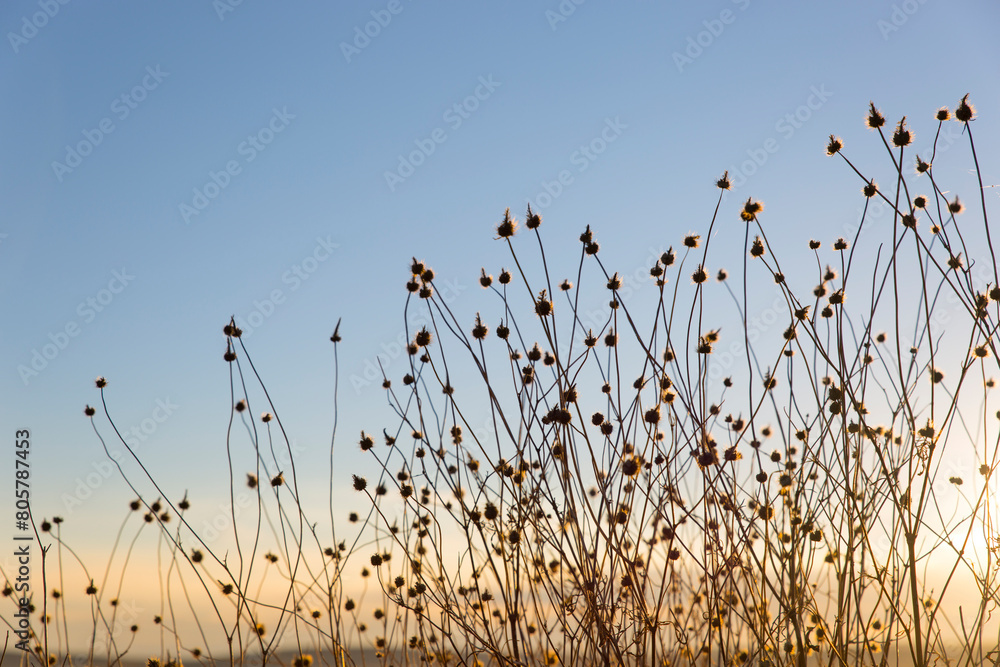 Obraz premium field of dry grasses with seed pods