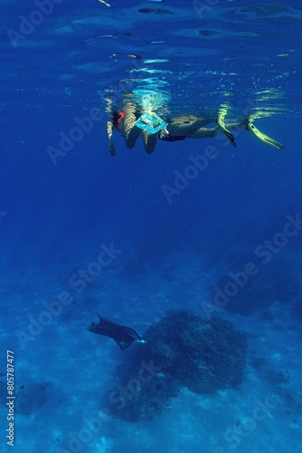 person snorkeling in the sea with the ray manta