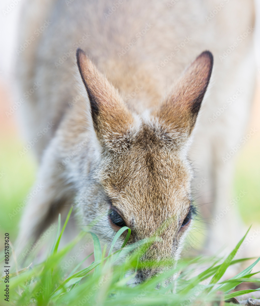 Fototapeta premium Kangaroo 