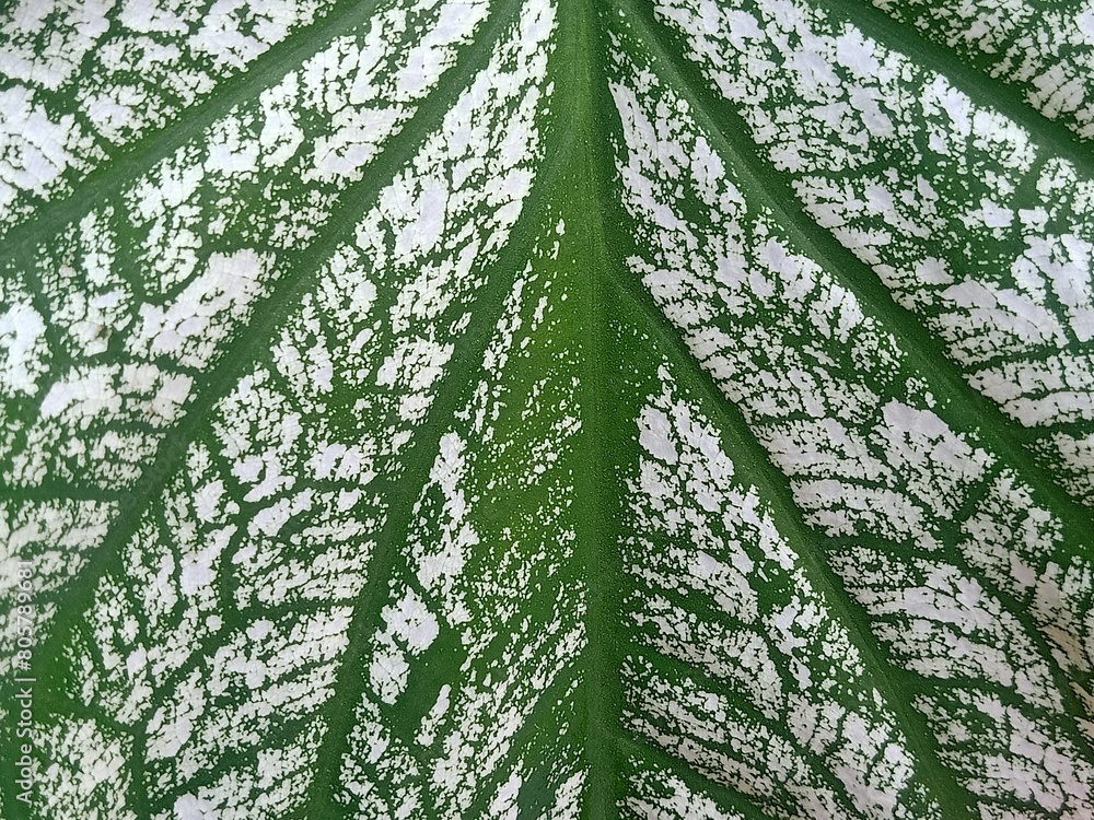 Fototapeta premium Caladium bicolor