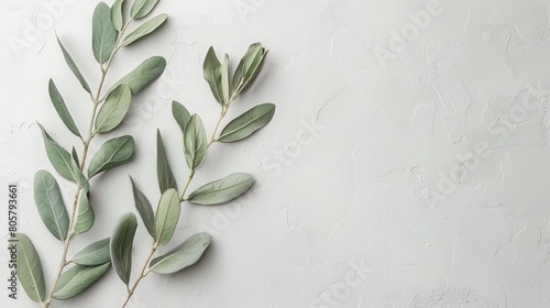   Background features a pristine white expanse, superimposed is a branch adorned with vibrant green leaves Incorporate text or image insertion here photo