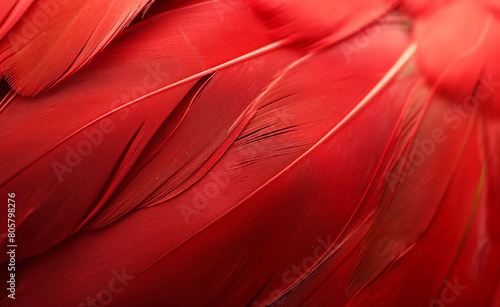 Bright red feather: Abstract textured background from bird plumage.