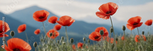 red poppies closeup