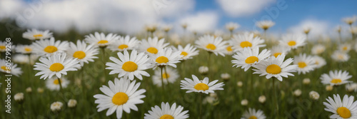 small chamomile daises