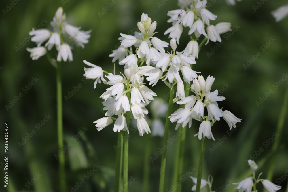 Hyacinthoides hispanica. Spanish bluebell or Scilla hispanica, spring flowering flowers. Hyacinthoides hispanica. Spanish bluebell or Scilla hispanica, spring flowering flowers.