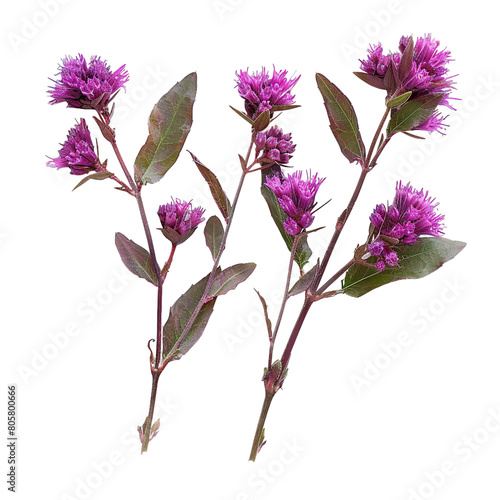Wallpaper Mural Vibrant Ironweed Tessen in Nature's Garden - Purple Botanical Flower Closeup on Transparent Background - Beautiful Flora for Creative Graphic Design & Commercial Use Torontodigital.ca