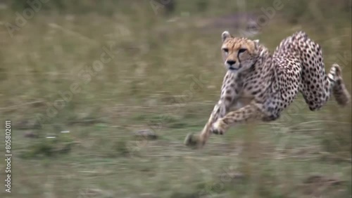 Wild Cheetah Running Top Speed