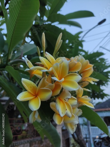 yellow plumeria flowers in bloom, with a blurred background