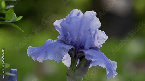 Tokyo, Japan - May 5, 2024: Closeup of Iris sanguinea or ayame or Siberian iris 
 photo