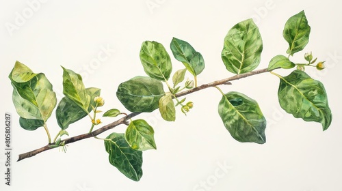 watercolor Green leaves and buds of a plant on a white background.