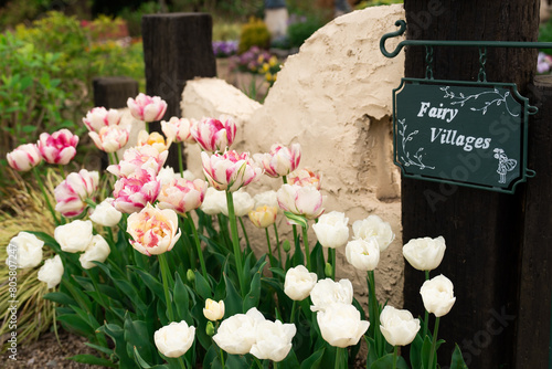 A charming scene of white and pink tulips blooming vibrantly beside a Fairy Villages sign in a whimsically themed garden