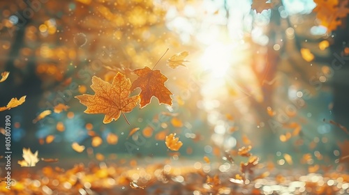  Sun filters through vibrant tree leaves  foreground filled with falling foliage