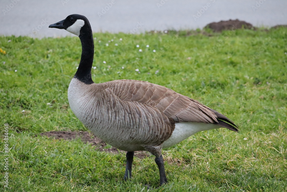 goose goose