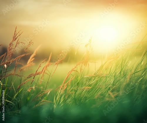 Golden Hour Sunshine Peeking Through Lush Green Grass Field