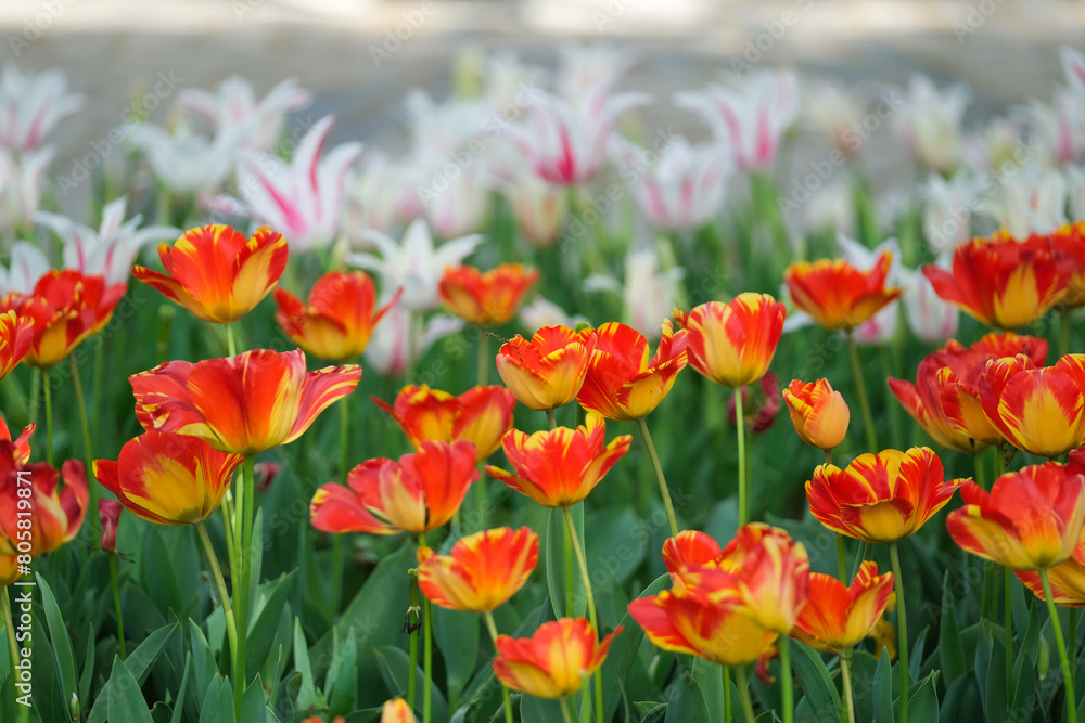 Fototapeta premium tulips in spring