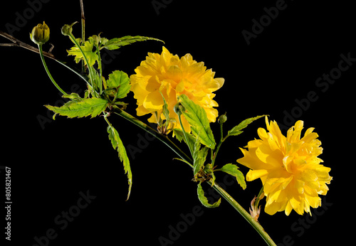 Blooming kerria japonica flowers on a black background photo