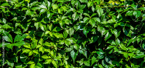 Wallpaper Mural Natural background of many green leaves of a shrub
 Torontodigital.ca