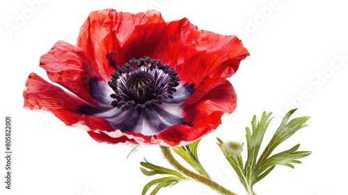 Poppy anemone flower white background,Red poppy flower on white background. Template, mockup for postcard invitation, copy space,Poppies on a white background. shallow depth of field. 