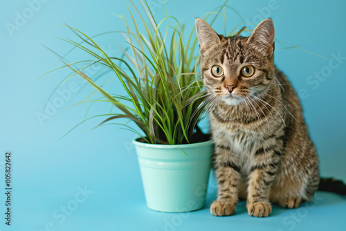 Tabby cat next to potted grass 'Cyperus Zumula' used for cats to help them throw up hair balls photo