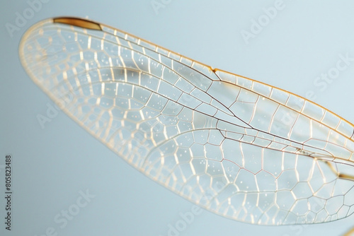Grid-like structure of a dragonfly's wing, with its delicate veins and transparent membranes creating a mesmerizing minimalist composition 