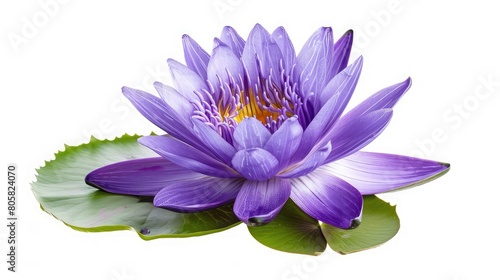 Purple water lily  Blooming water lily flower isolated on white background  with clipping path Blue water lily isolate on white background flower purple lotus close-up on white background isolated  