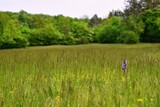 A single plant of a wild purple orchid Orchis purpurea almost hidden in the green grass on a spring day in the protected landscape area of Zahrady pod Hájem near Velká nad Veličkou