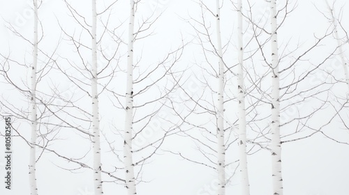 Crisp and clear photo of a slender birch tree  its distinctive white bark and delicate leaves captured in stunning detail  set against a pure white background for design flexibilit