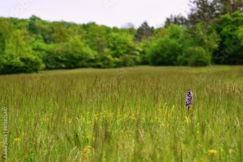 A single plant of a wild purple orchid Orchis purpurea almost hidden in the green grass on a spring day in the protected landscape area of Zahrady pod H  jem near Velk   nad Veli  kou