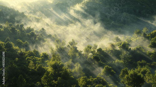 Thick fog covers green dense forest  amazing morning concept