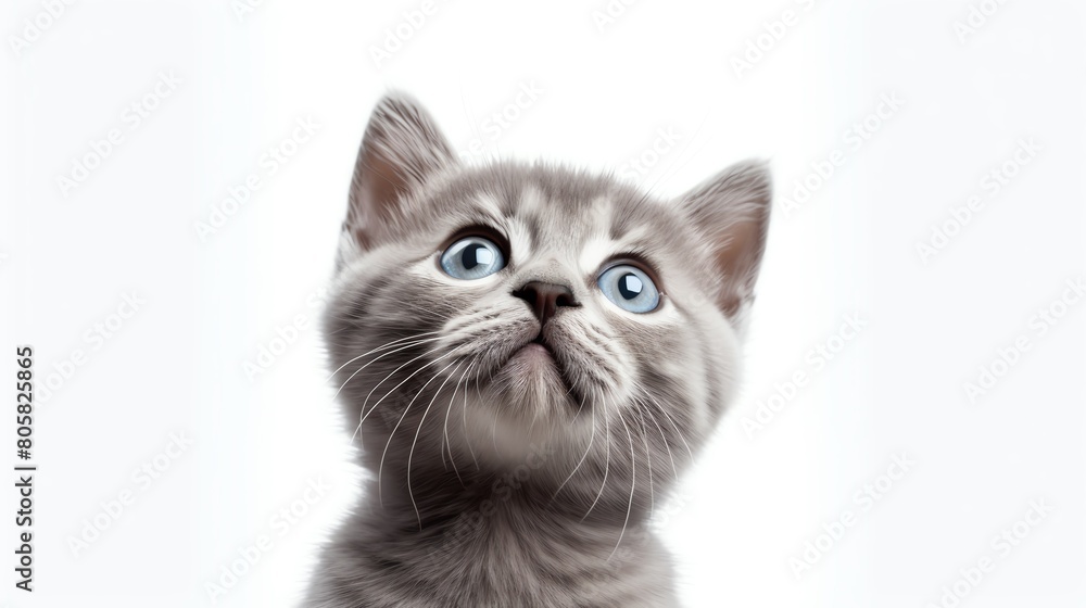 Heartwarming picture of a small grey kitten looking up with innocent eyes, sitting neatly on a white background, ideal for eliciting a warm, affectionate response.