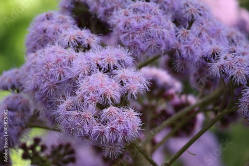 close up of flowers
