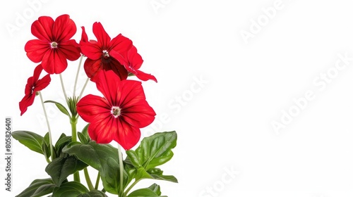 Red flower plant isolated with clipping path on white background,pink silk floss tree flower isolated on white background, Blooming branch flowers and inflorescence of bougainvillea isolated on white
 photo
