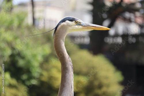 heron closeup