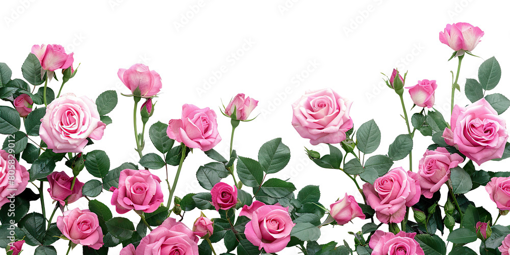 Beautiful pink roses with lush green leaves, cut out