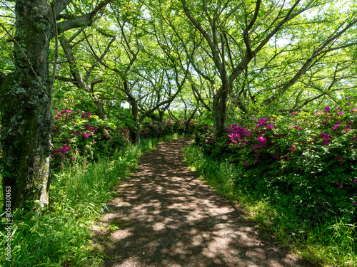 Fototapeta Naklejka Na Ścianę i Meble -  鮮やかな緑の桜並木とツツジの花