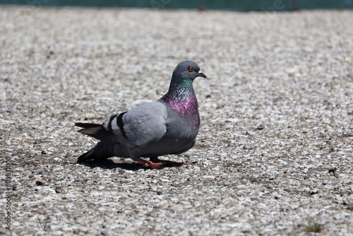 pigeon in the park