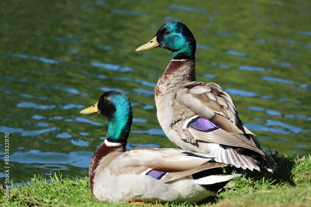 Obraz premium duck couple