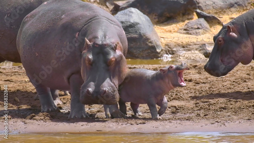 Hippopotame, Maasai Mara National Reserve, Kenya, Africa, Jul 2021